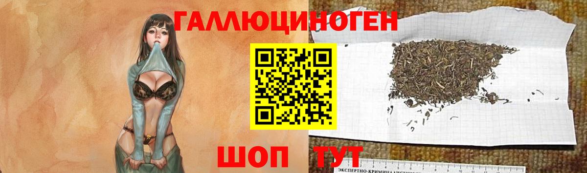 Псилоцибиновые грибы Psilocybe Тобольск